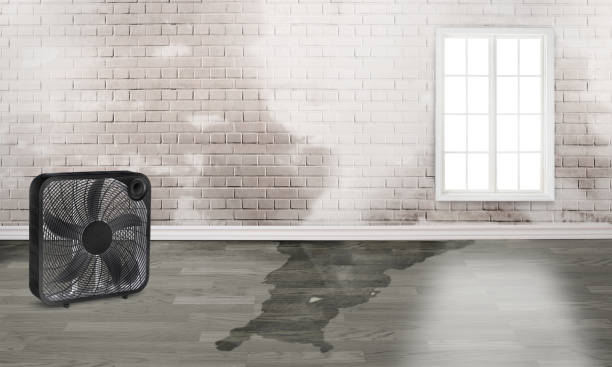 Best Sewage cleanup and water damage restoration  in Fort Benton, MT
